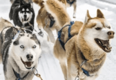 Accés journée mushers amateurs VEL