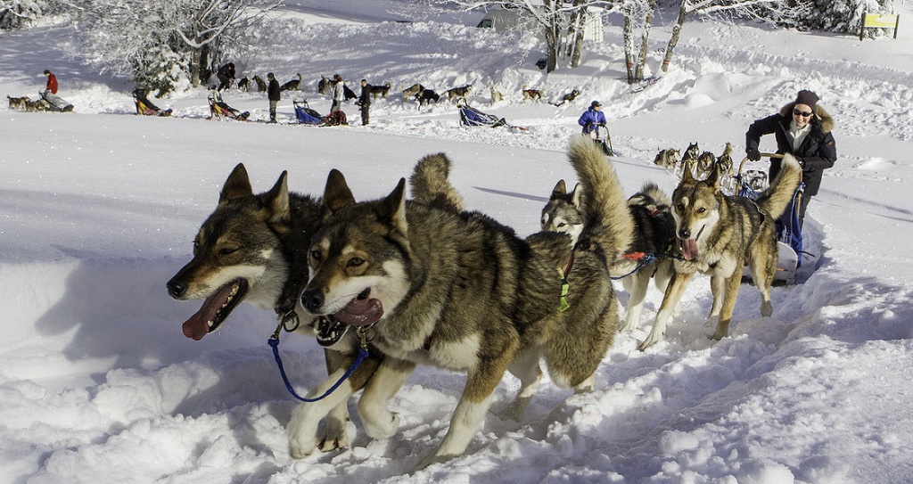 Accés journée mushers amateurs VEL